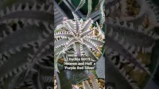 ディッキア：Dyckia N019  Dyckia Maniax ディッキア・マニアックス チラ見せ品種紹介 shorts [upl. by Phip]