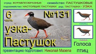 Пастушокуэка Голоса птиц [upl. by Nagap]