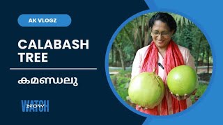 കമണ്ഡലു  calabash Tree  Ak vlogz  Alice Thomas [upl. by Needan]