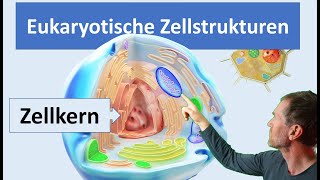 Eukaryotische Zellen Pflanzenzelle und Tierzelle mit ihren wichtigsten Zellstrukturen Organellen [upl. by Nyrraf]