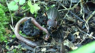 Carabus cancellatus [upl. by Regina]