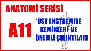 Üst Ekstremite Kemikleri A11  Anatomi Serisi [upl. by Johnette]