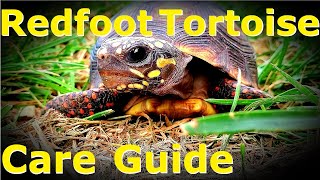 Redfoot Tortoise CARE GUIDE  Tips and Tricks  Enclosure and Diet  Animal Highlight Ep 2 [upl. by Killy105]