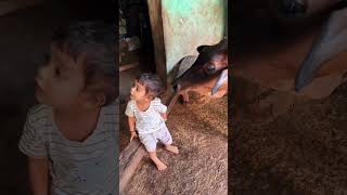 Meri gaiya aati hai Mujhko doodh pilati hai cow trending shortsfeed shorts shortvideo [upl. by Ordnasil]