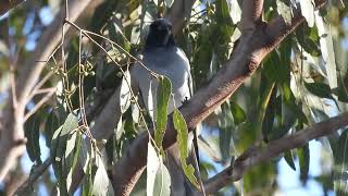 Blackfaced Cuckooshrike Hervey Bay Qld [upl. by Kcirrek]