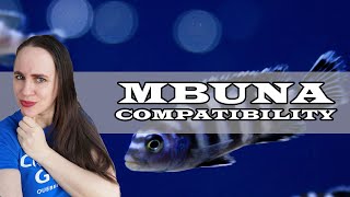 What are Mbuna Cichlids Compatible with [upl. by Sonni635]