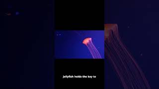 The eternal life of the immortal jellyfish [upl. by Annelg]