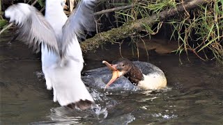 Gulls try to steal fish from hunting merganser  Möven wollen jagenden Gänsesägern Fische stehlen [upl. by Iolenta]