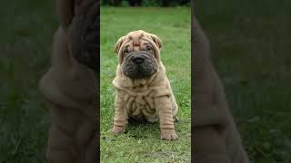 Meet the Shar Pei – A Wrinkled Breed with a Big Heart [upl. by Enneillij]