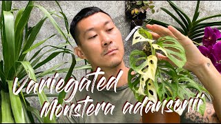 Monstera adansonii variegata care and propagation with updates [upl. by Magena]