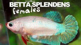 Hochzucht Betta Splendens Weibchen [upl. by Chastity]