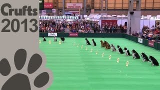 Obedience Dog Championships  Day 3  Stay Tests  Crufts 2013 [upl. by Conlan]