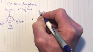 Carbonic anhydrase mechanism [upl. by Earlene17]