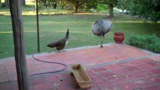 Pava real ahuyenta al ñandu  Peahen chases the rhea [upl. by Zertnom956]