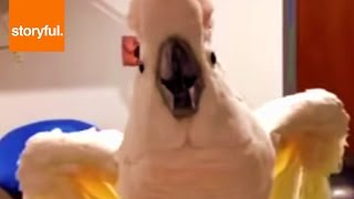 Foul Mouthed Cockatoo Hates Nails Trimmed [upl. by Laforge425]