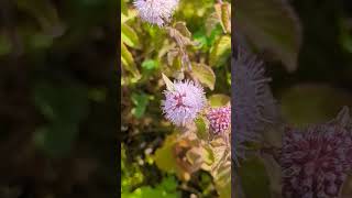 A female Common Blue butterfly feeding on Water Mint [upl. by Ayiak]