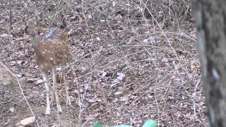 Spotted Deer Calling [upl. by Nosyd]