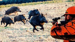 DOMUZ İSTİLASI TARIM ALANLARINA SALDIRAN YABAN DOMUZLARI İLE MÜCADELE wild boar hunting hog hunts [upl. by Muns]