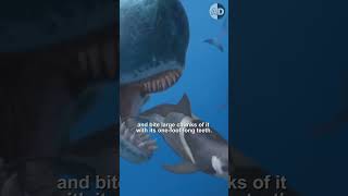 Livyatan the Sea Monster Eating Megalodon [upl. by Robby993]