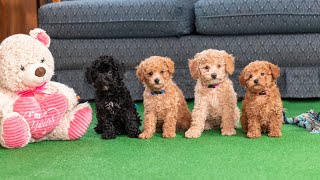 Mini Poodle Puppies 8 weeks old  Playtime and Exercise [upl. by Ittam]