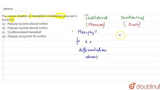 The correct situation of mesophyll in isobilateral grass leaf I shown by [upl. by Anaela]