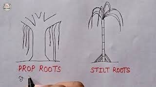 Prop Root  Stilt Root  How to Draw Types of Adventitious Roots  Biology Diagram [upl. by Auqinom]