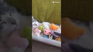 video de mascotas gatos perros excetera [upl. by Otter27]