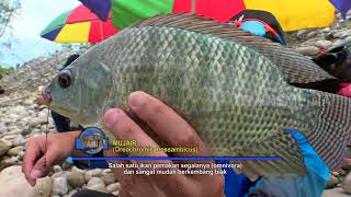 MANCING MANIA  MENCARI GURAME MONSTER DAN MUJAIR DI DALAM HUTAN 250218 13 [upl. by Ennahteb]