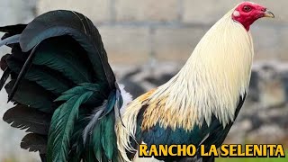 Giros Greys Mclean Hatch Brownred  RANCHO LA SELENITA [upl. by Posehn88]