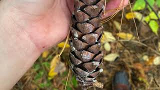 Pinus strobus Pinaceae white pine [upl. by Heigho]