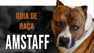 AMSTAFF  Tudo sobre a raça [upl. by Rutan]