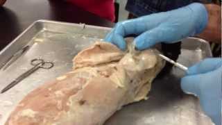 Shawn Villalpando Cat Dissection  muscles [upl. by Norty]