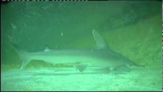 Electroreception in Sharks [upl. by Craven]