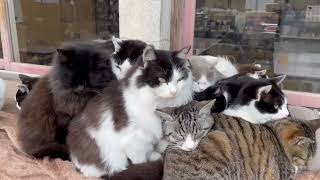 猫島「田代島」  Cats’ island Tashirojima [upl. by Euqinomod122]