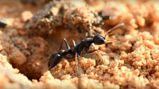 BLACK BULL ANTS  Myrmecia pilosula [upl. by Andaira]