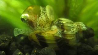 Assassin snail eating ramshorn [upl. by Ahsircal]