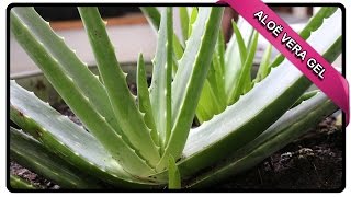 HOE MAAK JE ALOE VERA GEL❓ 😱  GEZONDHEIDSGOEROE [upl. by Gile]