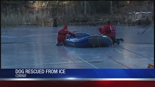 Dog rescued after falling through ice in Conway [upl. by Rosenkrantz]