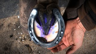 Horse Hoof ABSCESS  How I HELP Him RECOVER  HORSESHOEING [upl. by Retsevel4]