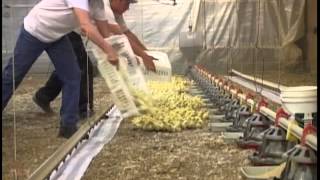 Placing 20000 Chicks in a Chicken Barn [upl. by Larochelle737]