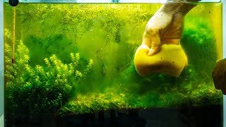 How to Get Rid of Aquarium Algae​  Causes Different Types amp Algae Eaters [upl. by Alvis]