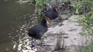 Dusky Moorhen  Australian Bird  Short Documentary [upl. by Annelg]