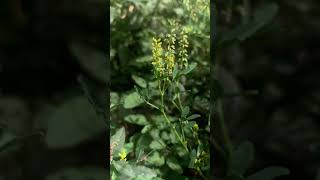 Melilotus indicus LAll  INDIAN SWEETCLOVER ANNUAL YELLOW SWEETCLOVER [upl. by Naoma]