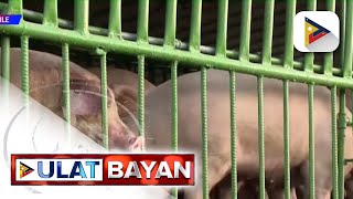 Outbreak ng African swine flu sa Batangas kinumpirma ni DA Sec Tiu Laurel Jr [upl. by Sunday]