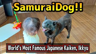 【Samurai Dog】The Worlds Most Famous Japanese Kaiken Ikkyu【NIHON KEN】 [upl. by Zetes]