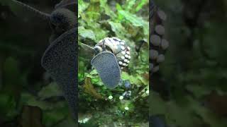 Viviparus viviparus Snail update [upl. by Oz248]