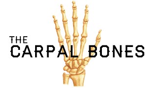 How to Remember the Carpal Bones  Carpal Bones Mnemonic  MEDZCOOL [upl. by Warren]