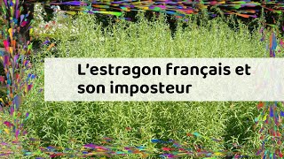 L’estragon français et son imposteur [upl. by Aenneea]