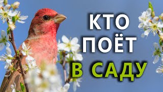 Какие птицы поют в саду голосаптиц 27 [upl. by Etnaud521]