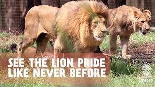 Check out Lion Pride Lands at Taronga Western Plains Zoo Dubbo [upl. by Press]